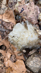 Tremella fuciformis