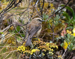 Ochthoeca fumicolor