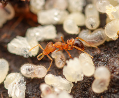 Strumigenys biolleyi