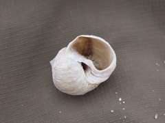 Amphibola crenata