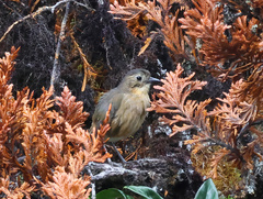 Grallaria quitensis
