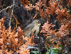 Grallaria quitensis