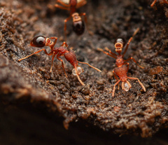 Strumigenys biolleyi