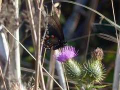 Battus philenor hirsuta
