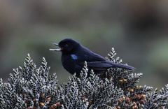 Diglossa lafresnayii