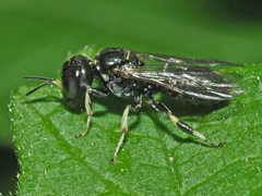 Crossocerus