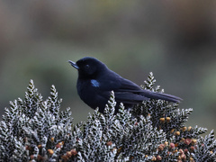 Diglossa lafresnayii