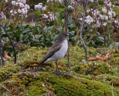 Muscisaxicola alpinus