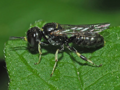 Crossocerus