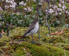Muscisaxicola alpinus