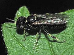 Crossocerus