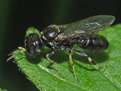 Crossocerus