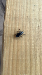 Alobates pensylvanicus