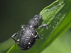 Otiorhynchus gemmatus