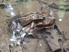 Rhinella margaritifera