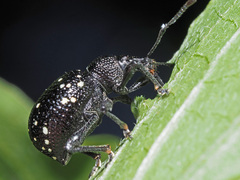 Otiorhynchus gemmatus