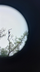 Parabuteo unicinctus