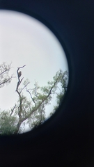 Parabuteo unicinctus