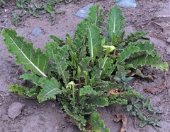 Jaborosa odonelliana