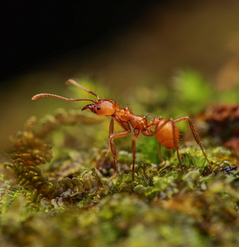 Hairy-headed leafcutter ant