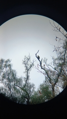 Parabuteo unicinctus