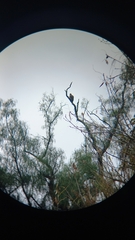 Parabuteo unicinctus