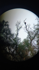Parabuteo unicinctus