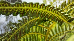 Polypodiopsida