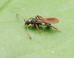 Apterostigma robustum