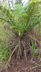Polypodiopsida