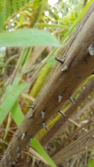 Polypodiopsida