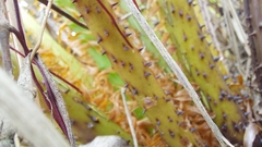Polypodiopsida