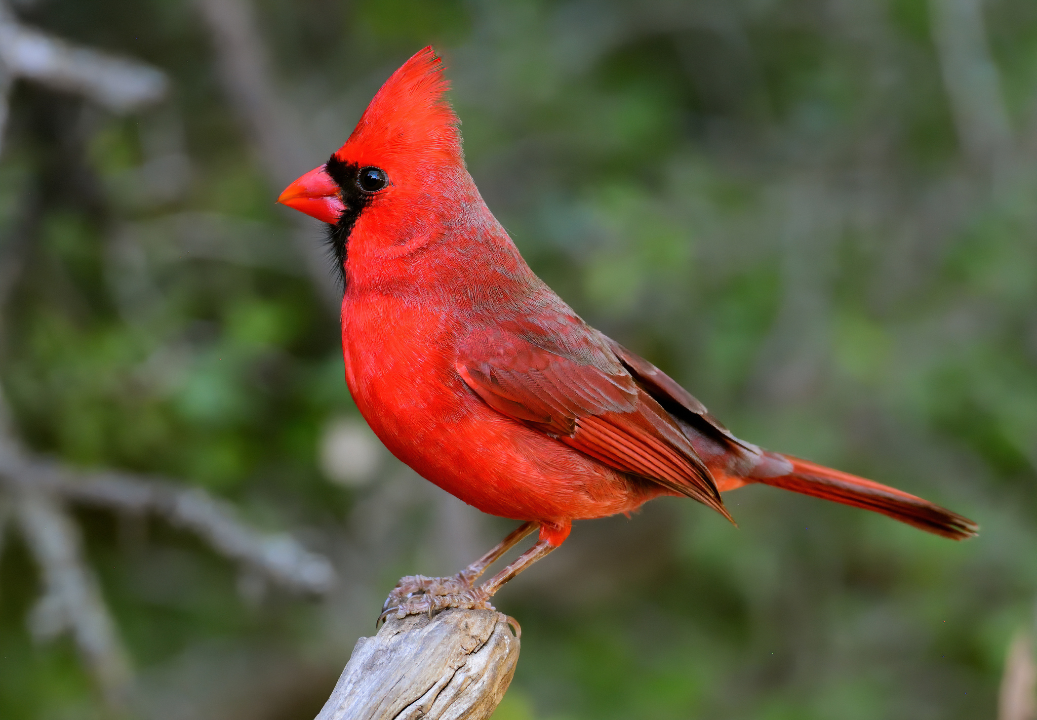 Cardinal, Bird, Description, & Facts