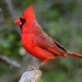 Northern Cardinal - Photo (c) Ad Konings, some rights reserved (CC BY-NC), uploaded by Ad Konings
