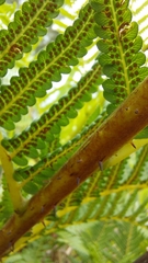 Polypodiopsida