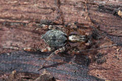 Anyphaena