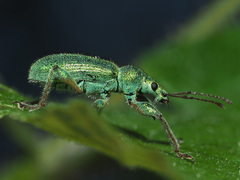 Phyllobius arborator