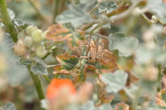 Tettigoniinae