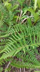 Polypodiopsida