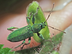 Phyllobius arborator
