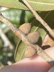 Disholcaspis quercusvirens