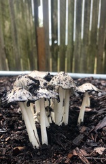 Coprinopsis annulopora