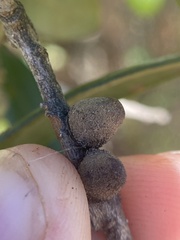 Disholcaspis quercusvirens