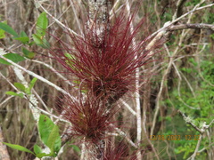 Tillandsia setacea
