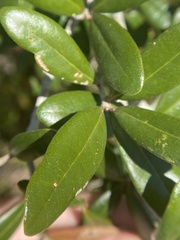 Disholcaspis quercusvirens