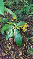 Palicourea quadrifolia