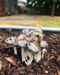 Coprinopsis annulopora