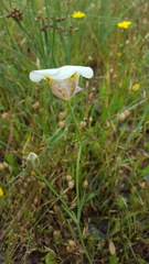Calochortus superbus
