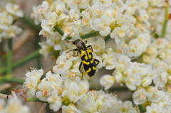 Trichodes ornatus