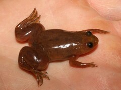 Xenopus laevis